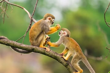 Four-Day Cultural and Adventure Tour in Tarapoto, Peru