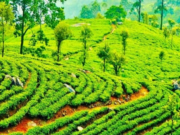 Tea-factory-n-pluckin-from-n/eliya-1