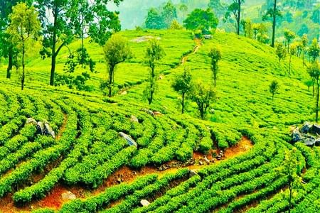 Authentic Tea Plucking Experience and Tea Factory Tour in Nuwara Eliya