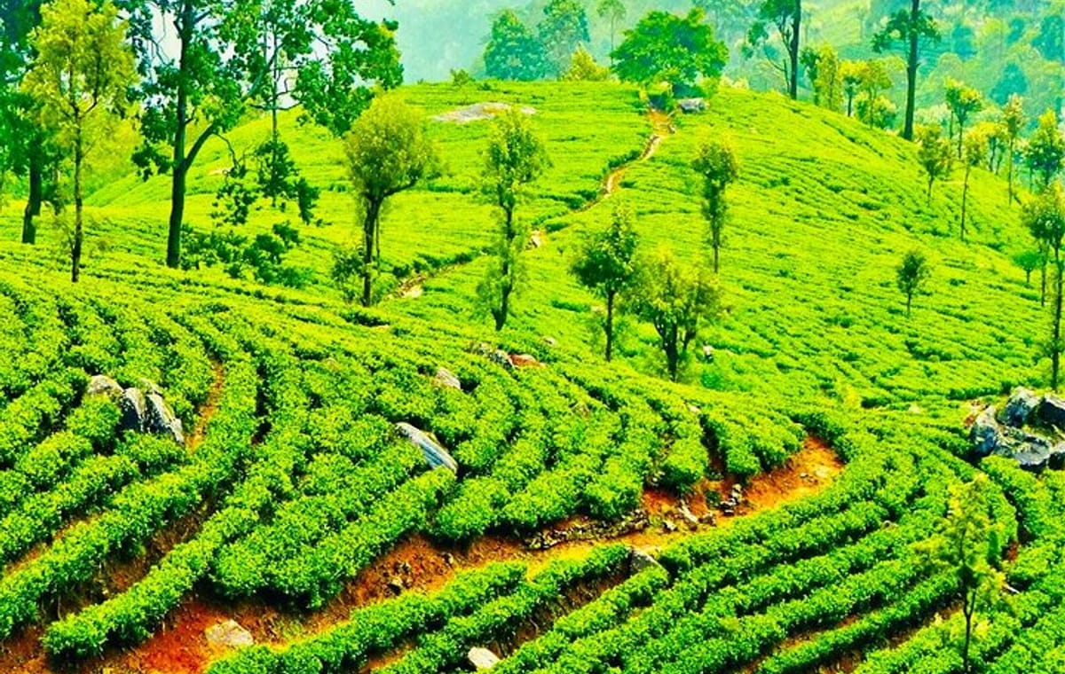 Tea Plucking and Tea Factory Visit from Nuwara Eliya