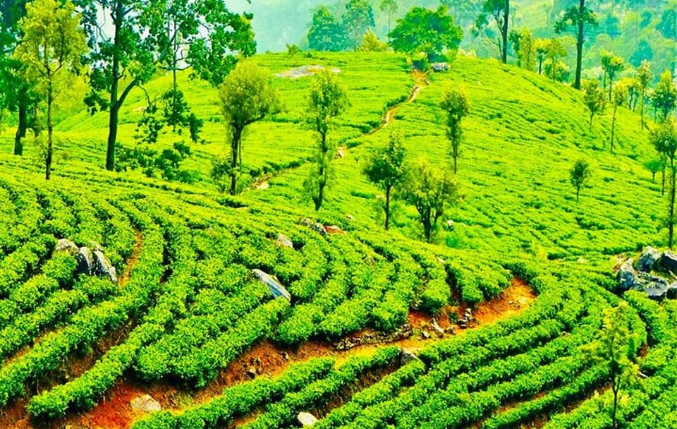 Tea Plucking Experience and Factory Tour in Nuwara Eliya