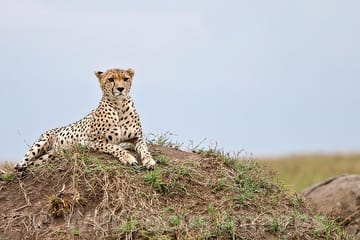 3 Days & 2 Nights Safari – Maasai Mara National Reserve Safari