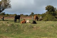 West volcanic pools & Unesco 4x4 Tour 9