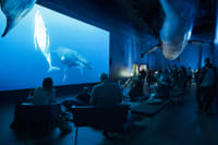 Whale Watching & Whales of Iceland Exhibition 8
