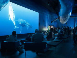 Whale Watching & Whales of Iceland Museum, photo 8