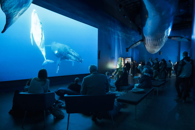 Whale Watching & Whales of Iceland Exhibition 8