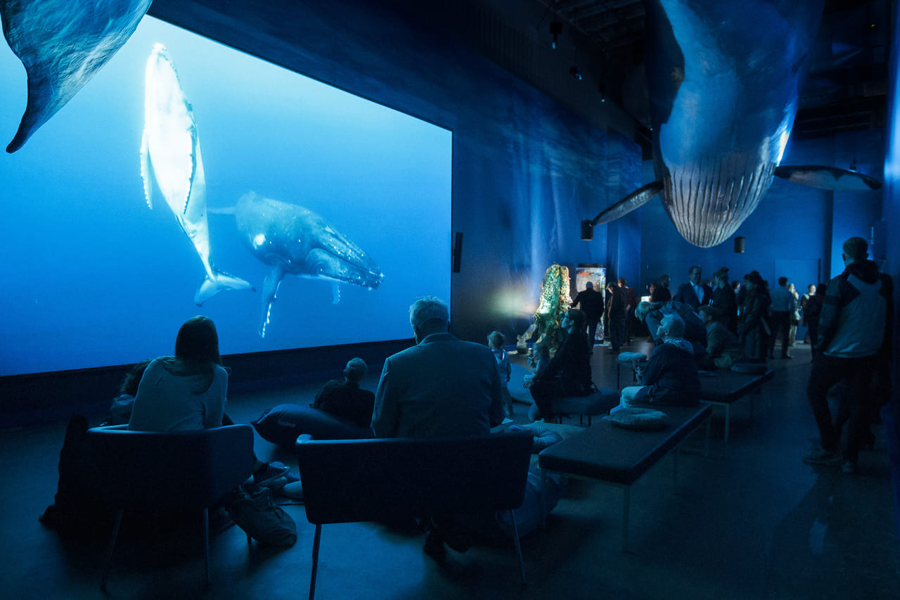 Whale Watching & Whales of Iceland Exhibition 8