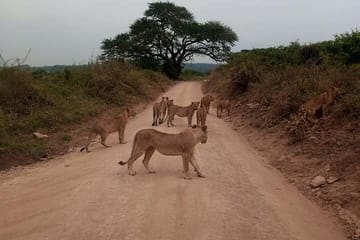 Half-Day Nairobi National Park Game Drive Guided Tour With Pick Up
