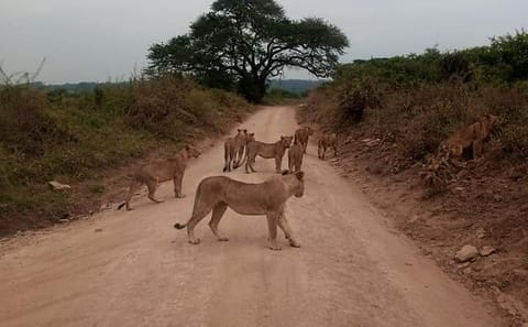 Nairobi Half-Day Game Drive Tour with Wildlife Viewing