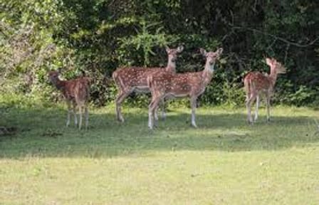 07 Day Nature & Wildlife Tour  In Sri Lanka