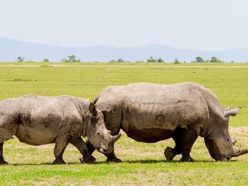Rhinos at Ol Pejeta