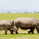 Rhinos at Ol Pejeta