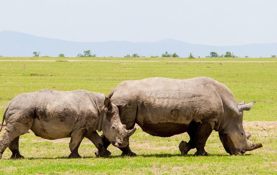 2-Day Safari Experience at Ol Pejeta Conservancy, Kenya