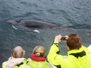 Whale Watching, photo 10
