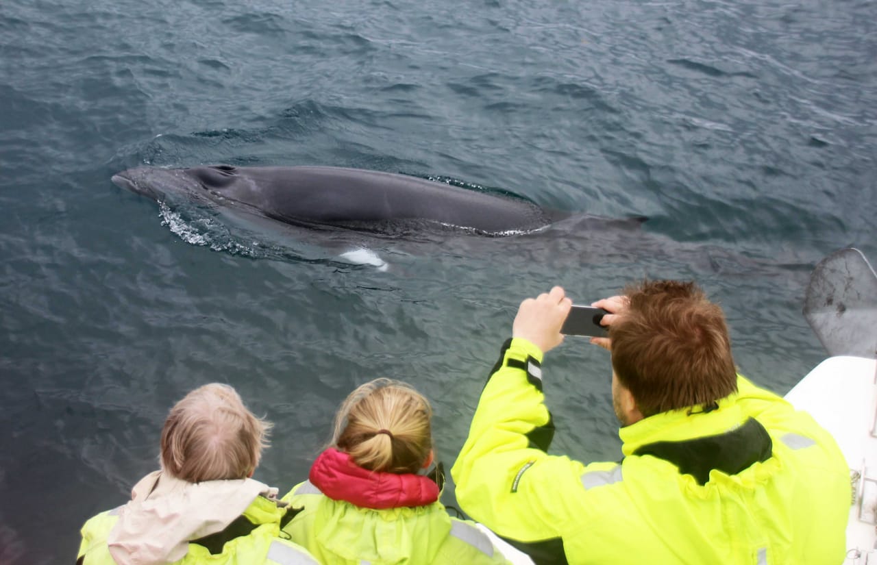 Whale Watching 10