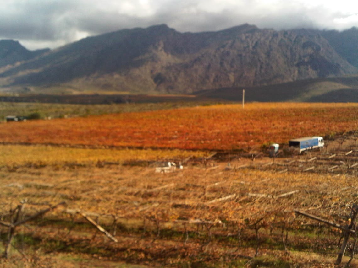 Autumn Vinieyards Cape Winelands