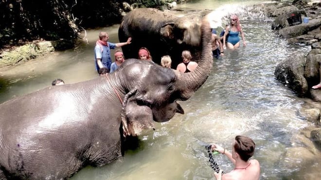 PHUKET-PHANG NGA: Bamboo Rafting, Elephant Bathing + Riding, Sea Turtle and activities choice 8