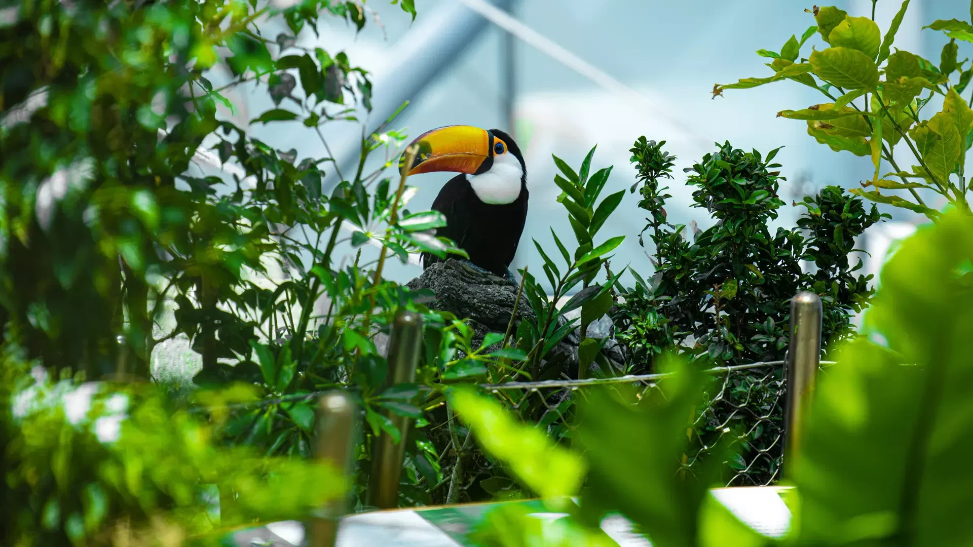 A toco toucan half hidden among dense green foliage inside the bio-dome at The Green Planet Dubai