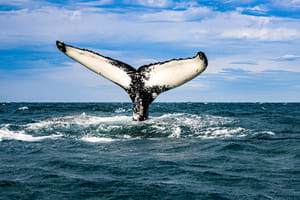 Classic Whale Watching from Dalvík