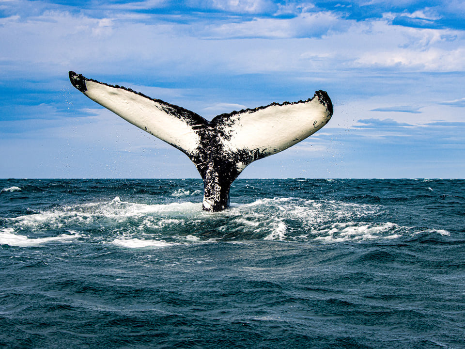 Classic Whale Watching from Dalvík — Arctic Sea Tours