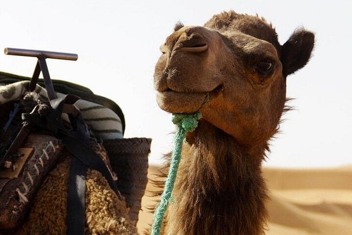 Private Merzouga Desert Tour: Camel Ride, Nomad Experience & Dinner