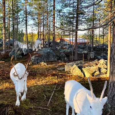 Visit a Real Reindeer Farm - Image 22