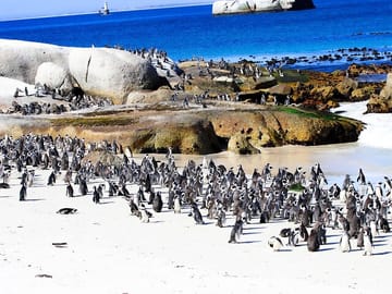 Half Day Tour to Boulders Beach and Muizenberg from Cape Town
