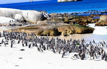 Half Day shared Tour Boulders Beach and Swimming
