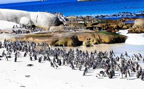 Half Day Tour to Boulders Beach and Muizenberg from Cape Town