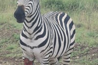3 Days and 2 Nights Private Maasai Mara Safari 7