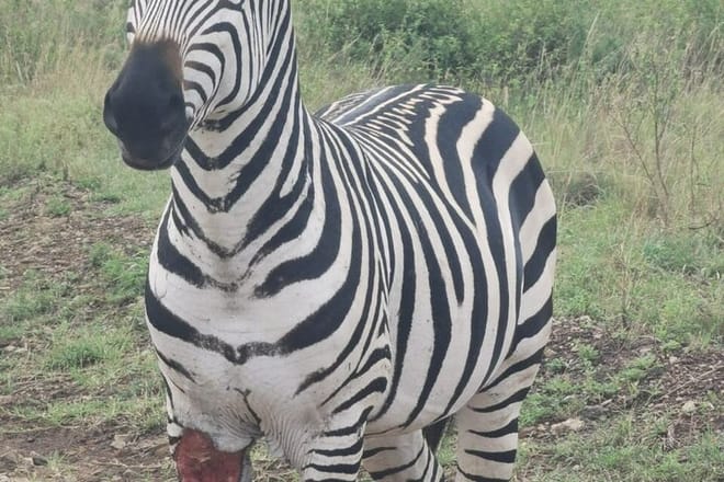 3 Days and 2 Nights Private Maasai Mara Safari 7