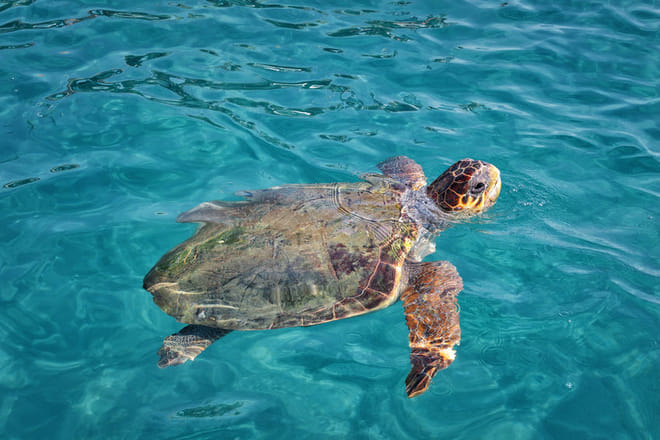 Turtle Island Cruise in Zakynthos photo 6
