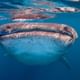 Swim with this gentle giant, the experience of your life