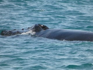 Whale swimming close to the surface in Icelandic waters