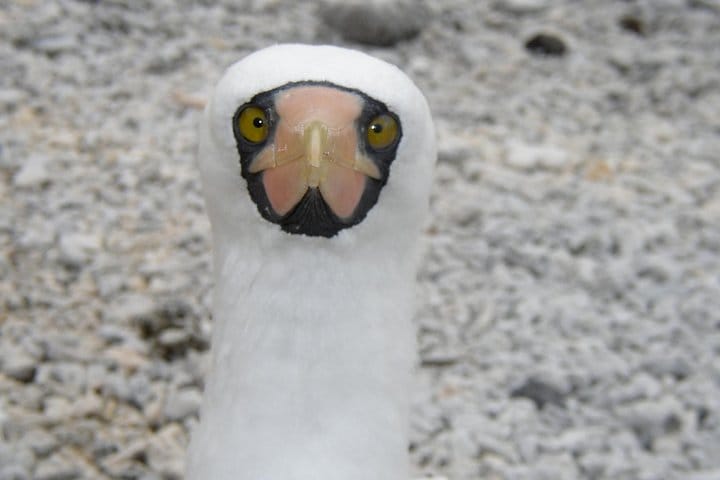 Visit to Spanish Island (San Cristobal)