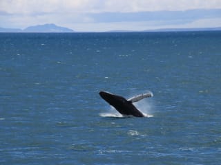 Best Value Whale Watching tour from Reykjavik, photo 25