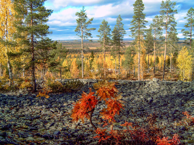 Moose Safari from Kemi - Kemi photo 5
