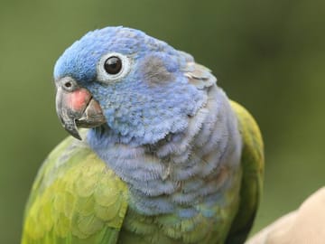 Full Day Jungle Adventure Tour in Puyo, Ecuador