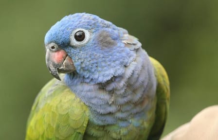 Puyo Jungle Full Day Tour