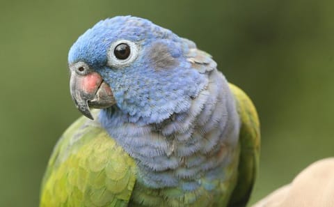 Full Day Jungle Adventure Tour in Puyo, Ecuador