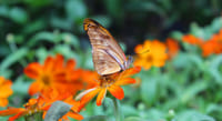 Tickets to Dubai Butterfly Garden 6