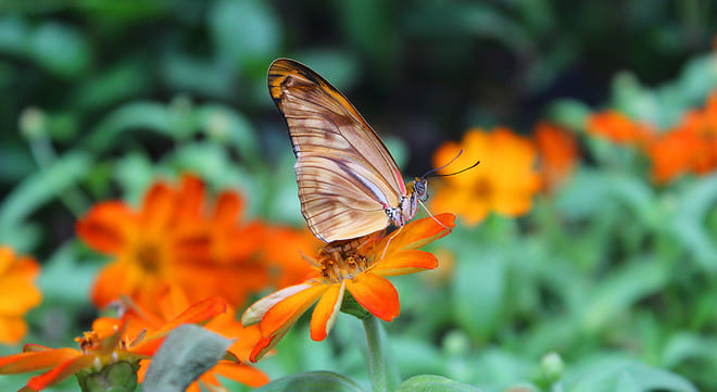 Tickets to Dubai Butterfly Garden 6