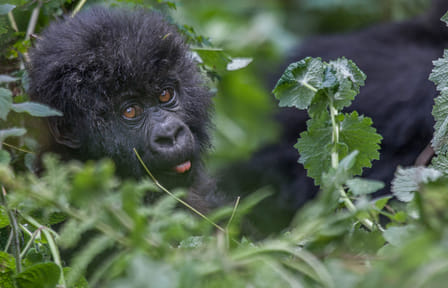 4 DAYS 3 NIGHTS RWANDA GORILLA TREKKING