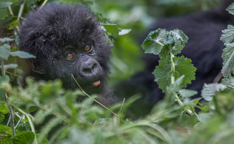4 DAYS 3 NIGHTS RWANDA GORILLA TREKKING