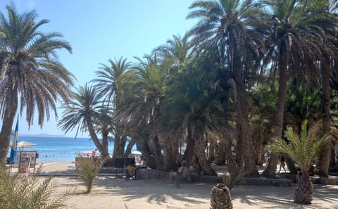 Private Full Day Tour to Vai Palm Beach from Heraklion