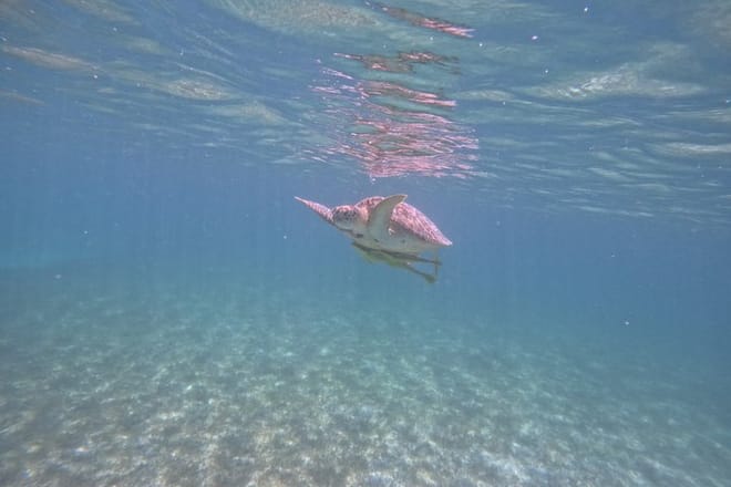 Santuario de tortugas Akumal Snorkel Experiencia marina