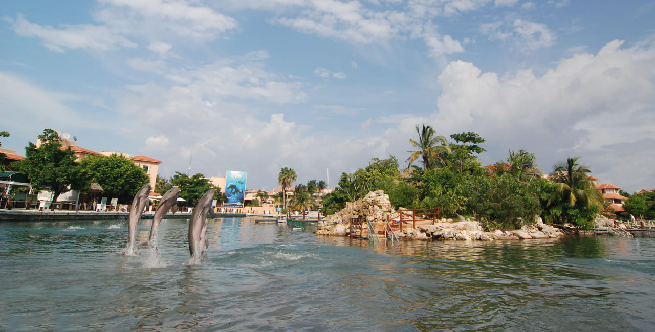 Riviera Maya Puerto Aventuras - Dolphin Connection 6