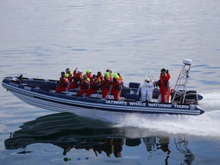 Whales, Puffins & Reykjavík, photo 16