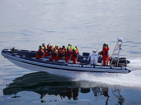 Whales, Puffins & Reykjavík, photo 16