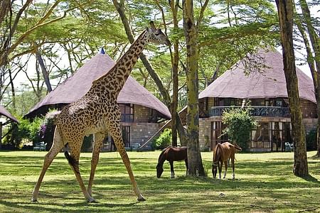 Best Family Safari Adventure: Maasai Mara, Naivasha & Nairobi Highlights